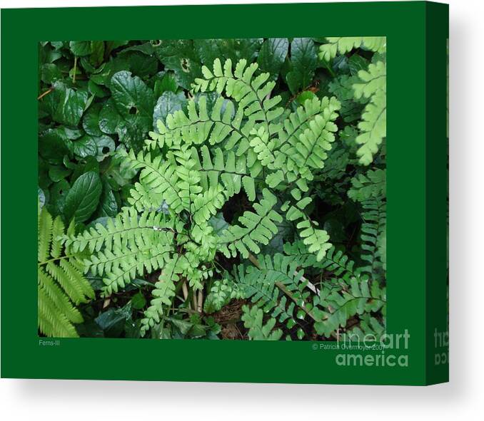Fern Canvas Print featuring the photograph Ferns-III by Patricia Overmoyer