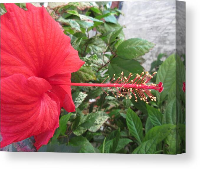 Hisbicus Canvas Print featuring the photograph Fire and Ice Hibiscus by Ashley Goforth