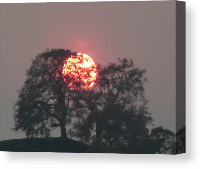 Sun Canvas Print featuring the photograph Fire In The Trees by Duwayne Williams