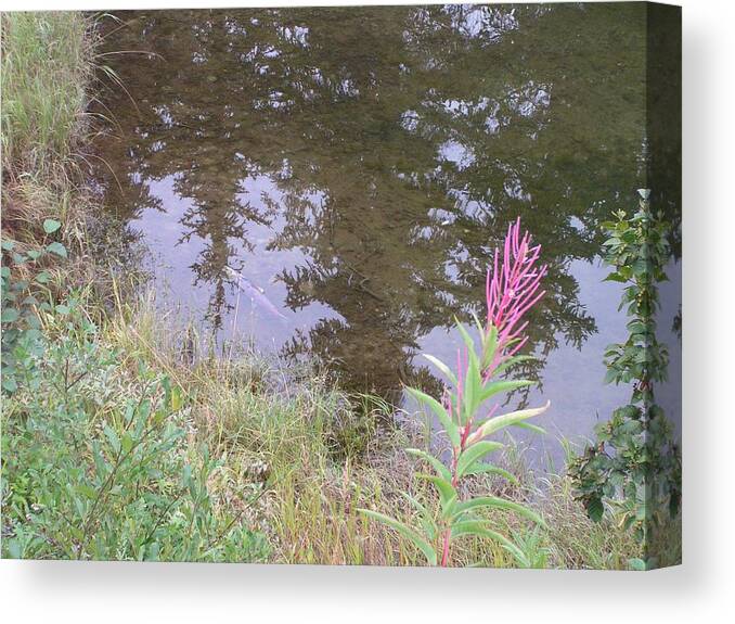Landscape Canvas Print featuring the photograph Fireweed and salmon. by Annika Farmer
