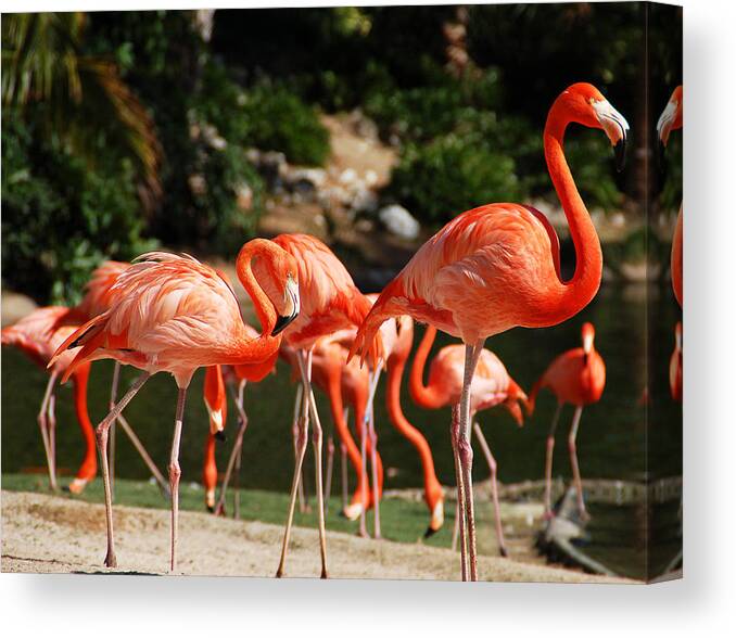 Flamingo Canvas Print featuring the photograph Flamingos by Aimee L Maher ALM GALLERY