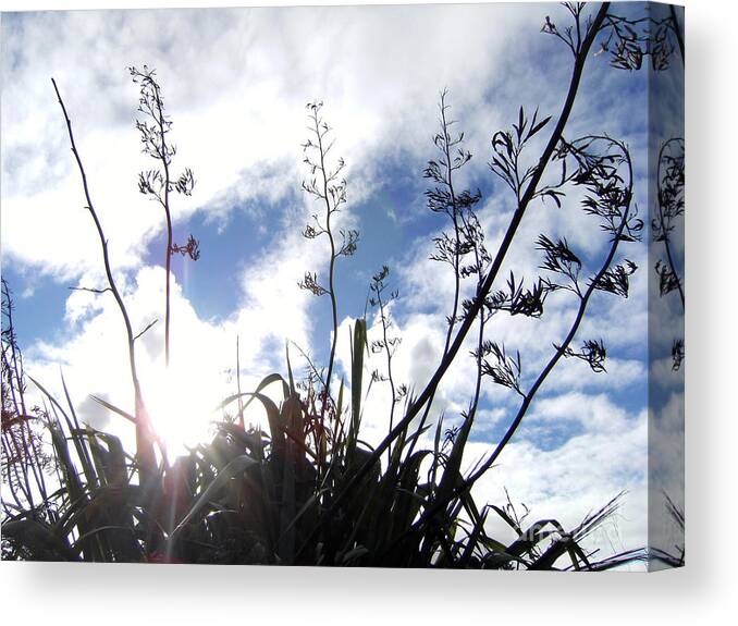 Flax Canvas Print featuring the photograph Flax Light by Gee Lyon