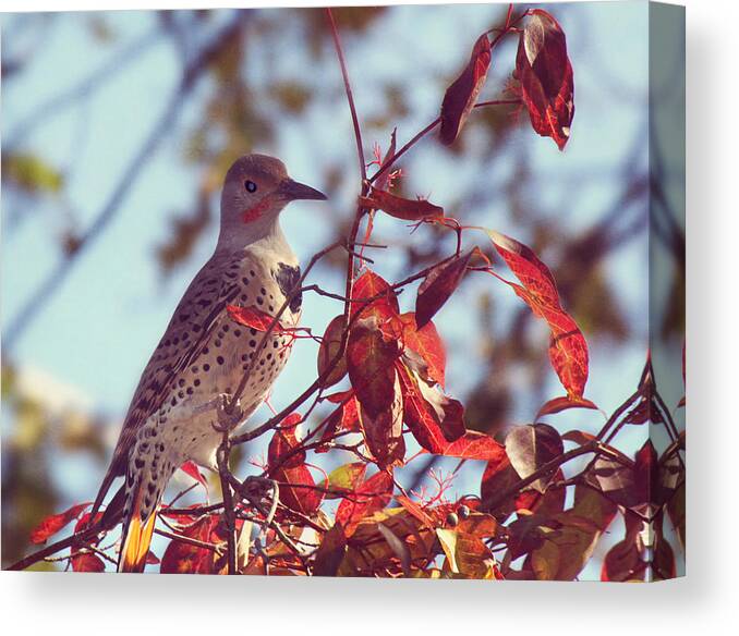 Northern Flicker Canvas Print featuring the photograph Flicker in Autumn by Melanie Lankford Photography