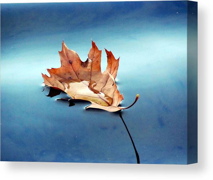 Leaf Canvas Print featuring the photograph Floating Oak Leaf by David T Wilkinson