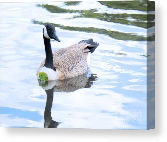 Canada Canvas Print featuring the photograph Floating On A Lily Pad by Robyn King