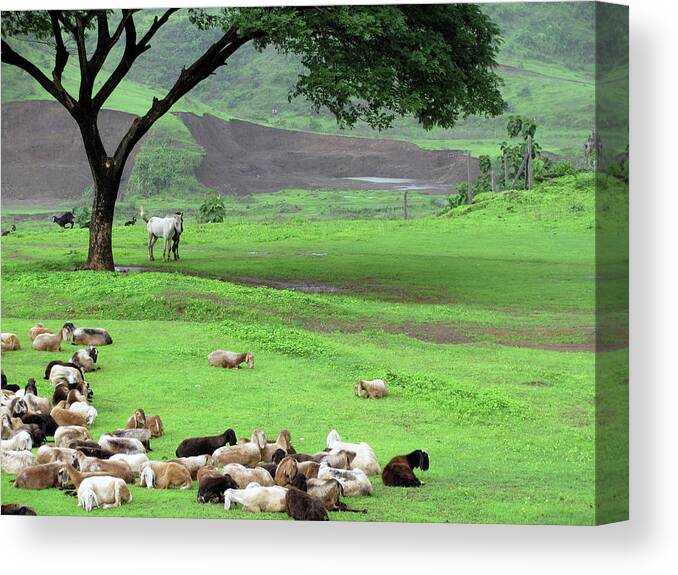 Horse Canvas Print featuring the photograph Flock Of Sheep by Happy Happy World