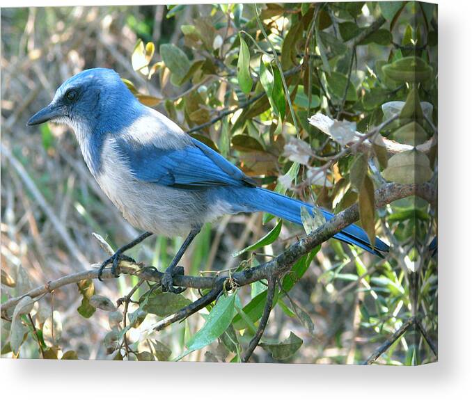 Nature Canvas Print featuring the photograph Florida Scrub Jay by Peggy Urban