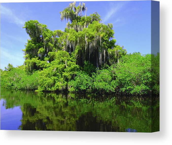 Swamp Canvas Print featuring the photograph Florida Swamps by Carey Chen