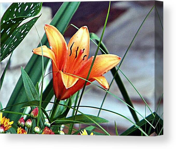 Flower Canvas Print featuring the photograph Flower Friend by Joetta Beauford