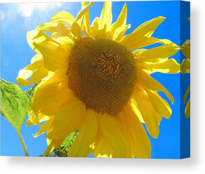 Sunflower Canvas Print featuring the photograph Flower Of The Sun by Derek Dean