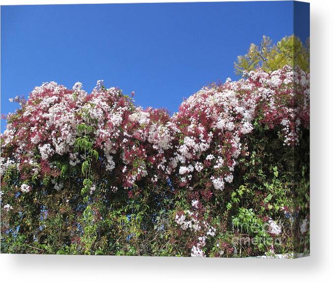 Flowers Canvas Print featuring the photograph Flowering hedge by Chani Demuijlder
