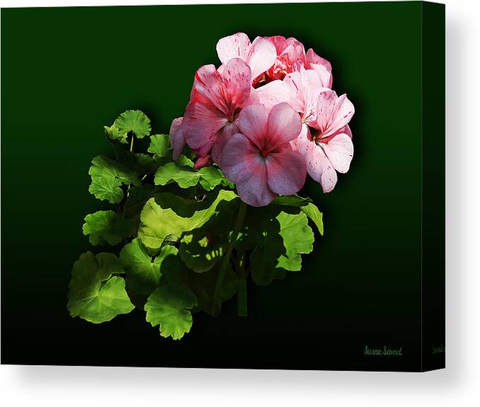 Geranium Canvas Print featuring the photograph Flowers - Pale Pink Geranium by Susan Savad