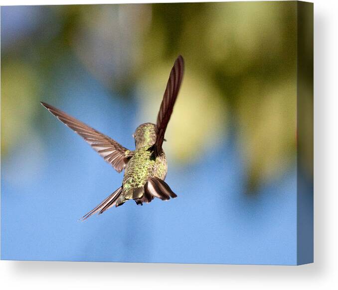 Bird Canvas Print featuring the photograph Fly away with me by Nathan Rupert