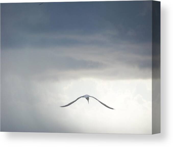 Sky Canvas Print featuring the photograph Flying into the Light by Anita Parker
