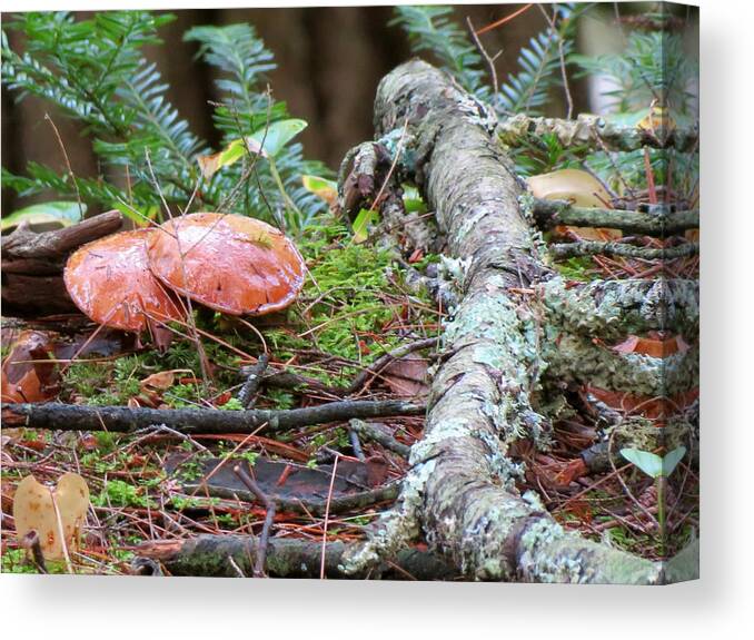Mushroom Canvas Print featuring the photograph Forest Floor by Azthet Photography