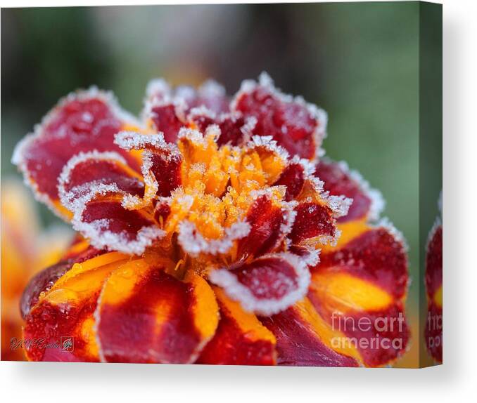 Mccombie Canvas Print featuring the photograph French Marigold named Durango Red Outlined with Frost by J McCombie