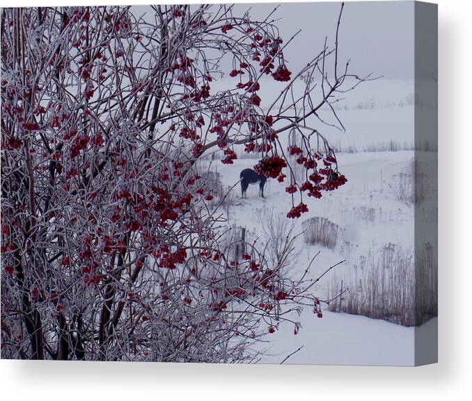 Winter Canvas Print featuring the photograph Frosted by Wild Thing