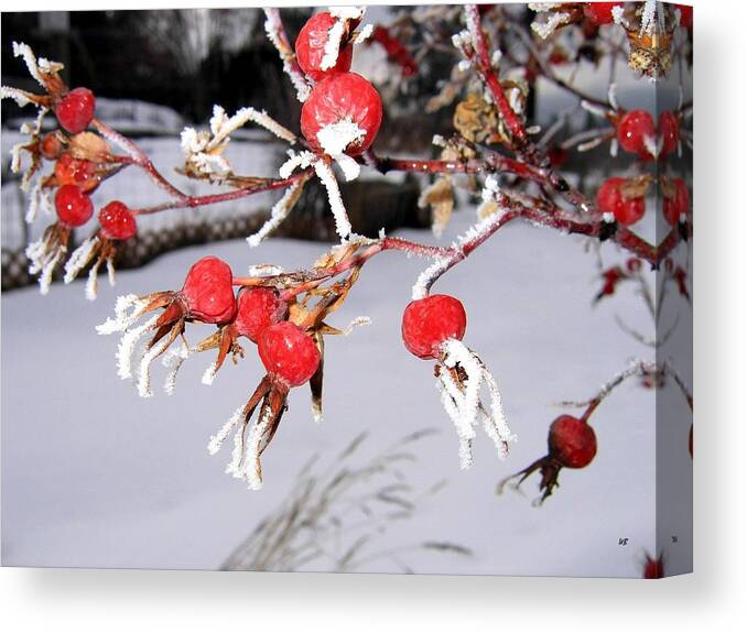 Frost Canvas Print featuring the photograph Frosty Rosehips by Will Borden