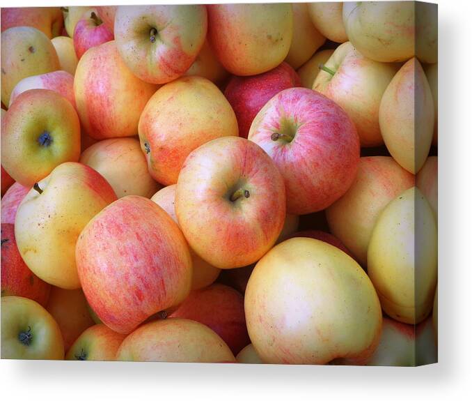 Skompski Canvas Print featuring the photograph Gala Apples by Joseph Skompski