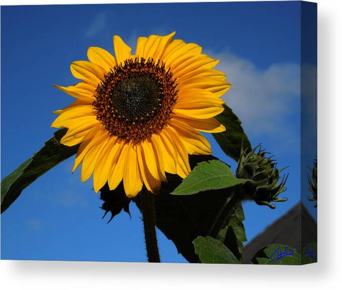 Colette Canvas Print featuring the photograph Garden Sunflower October by Colette V Hera Guggenheim