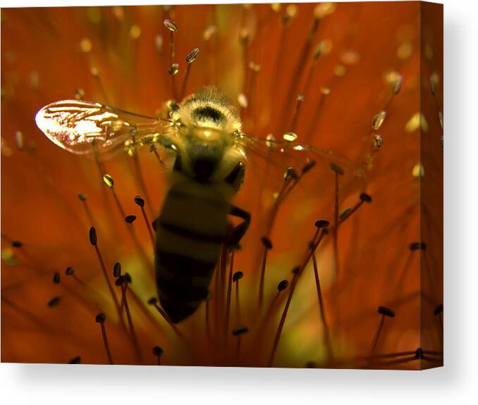 Nectar Canvas Print featuring the photograph Gathering Nectar by Camille Lopez