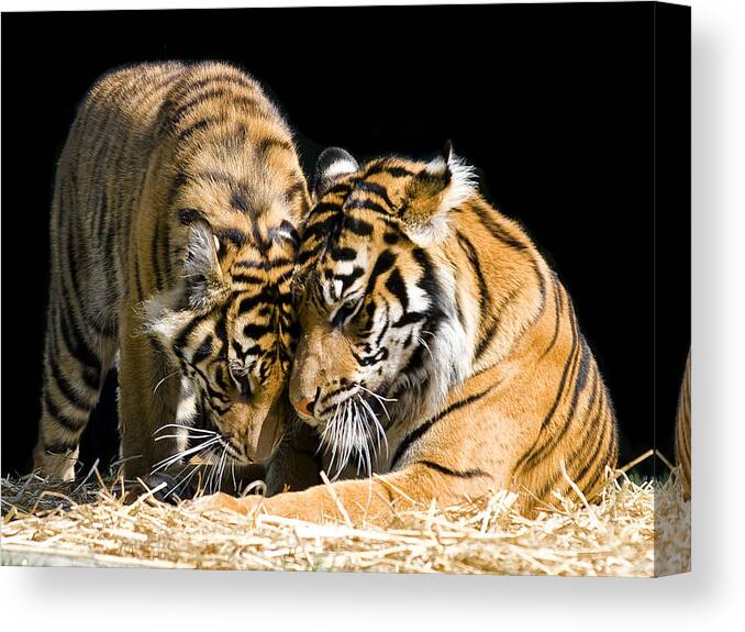 Tigers Canvas Print featuring the photograph Gentle touch by Gary Neiss