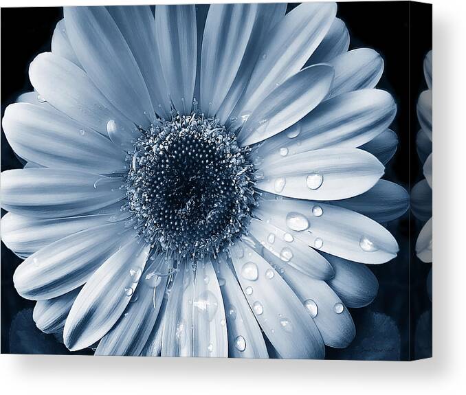 Daisy Canvas Print featuring the photograph Raindrops on Gerber Daisy Flower Blue by Jennie Marie Schell