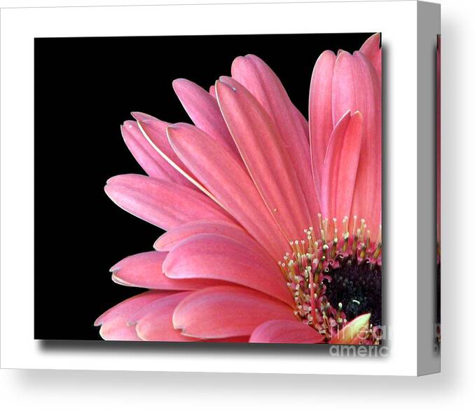 One Black Canvas Print featuring the photograph Gerbera Encore by Chris Anderson