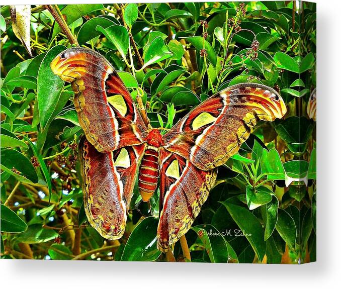 Butterflies Canvas Print featuring the photograph Giant Moth by Barbara Zahno