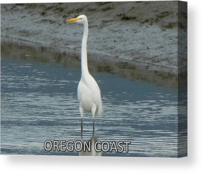White Heron Canvas Print featuring the photograph Giant White Heron by Gallery Of Hope 