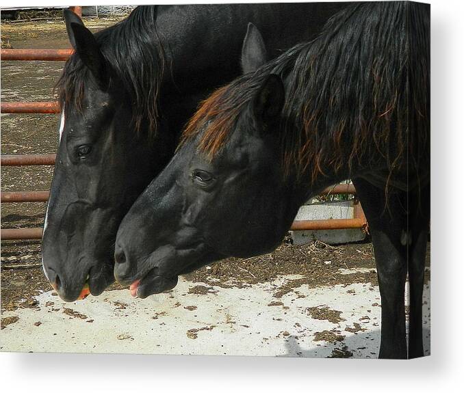 Horse Canvas Print featuring the photograph Gimme that Apple by Kathy Barney