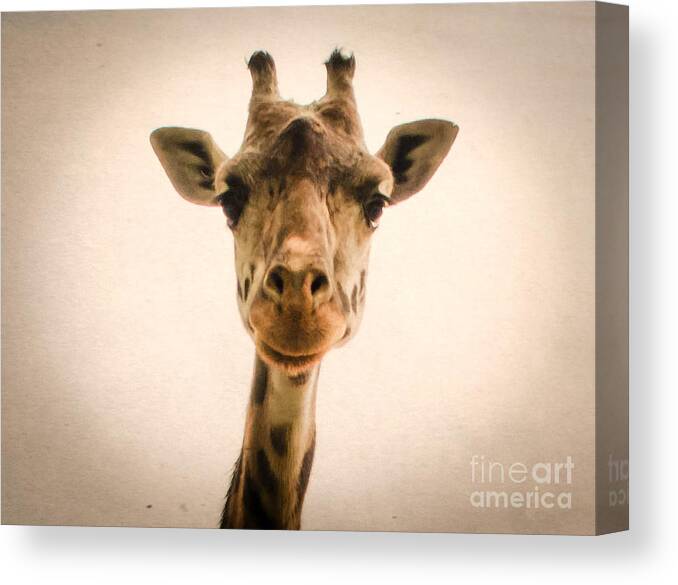 Wildlife Canvas Print featuring the photograph Giraffe by Andrea Anderegg