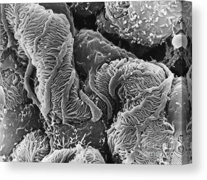 Science Canvas Print featuring the photograph Glomerulus Sem by David M. Phillips