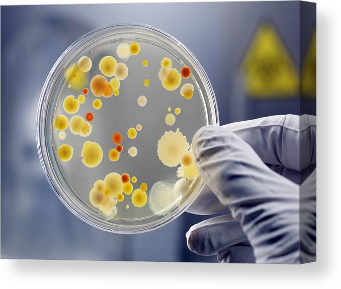 People Canvas Print featuring the photograph Gloved Hand Holding Petri Dish with Bacteria Culture by AndreasReh