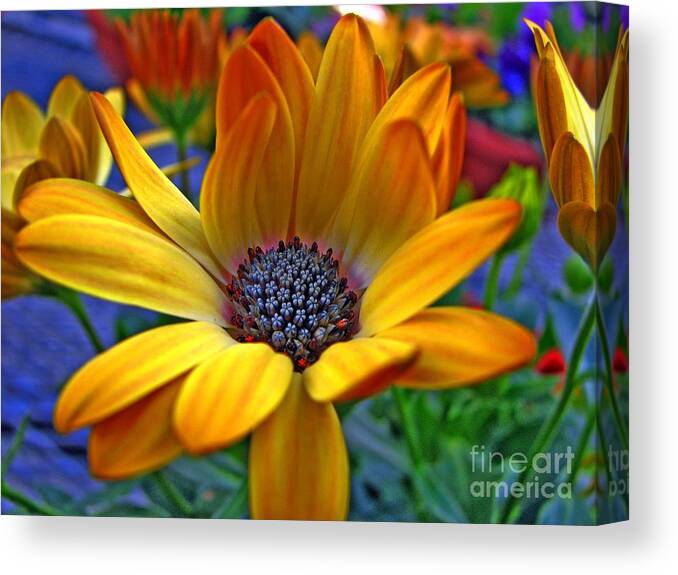 Enhanced Canvas Print featuring the photograph Glowing by Chris Anderson