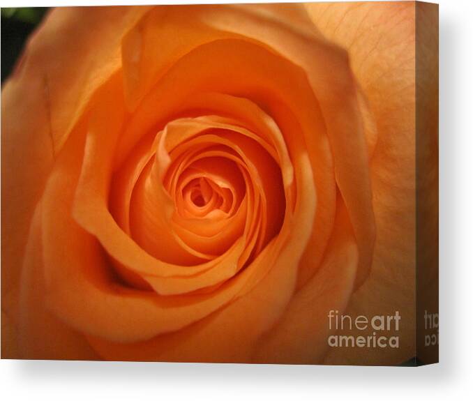 Floral Canvas Print featuring the photograph Glowing Orange Rose by Tara Shalton