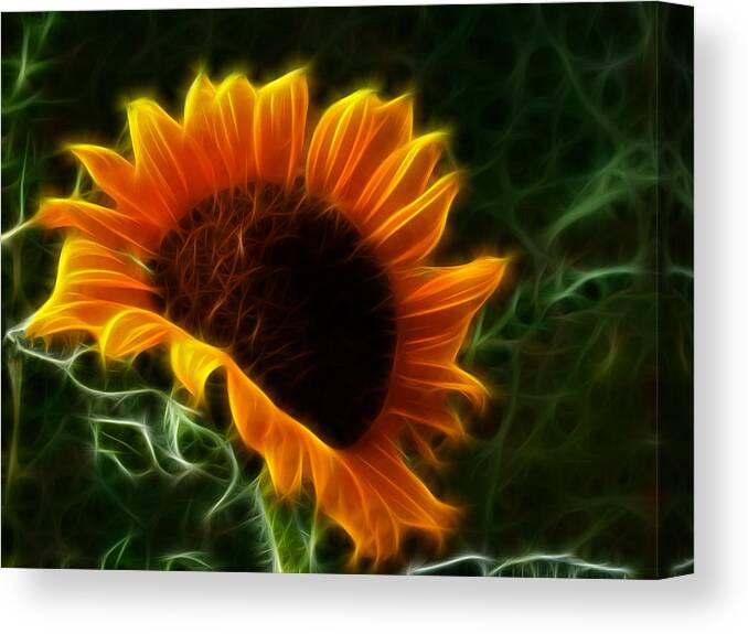 Sunflower Canvas Print featuring the photograph Glowing Sunflower by Shane Bechler