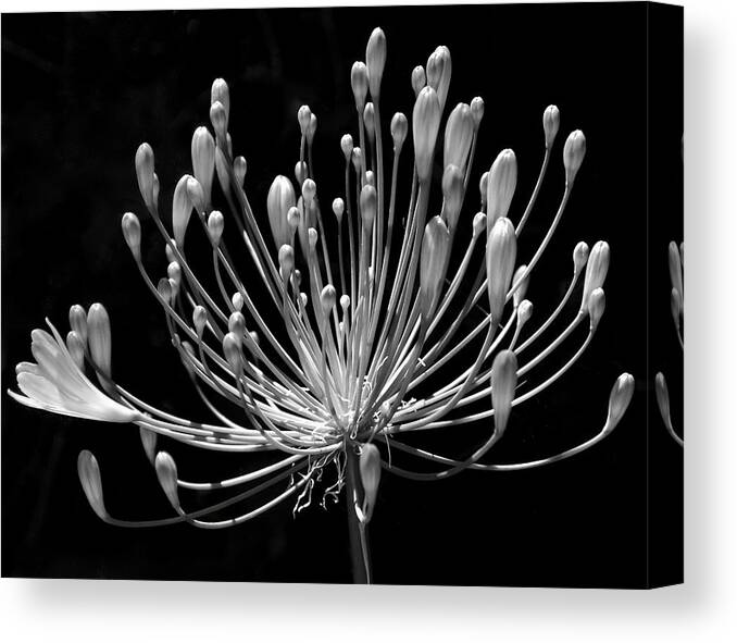 Agapanthus Canvas Print featuring the photograph Grace by Rona Black