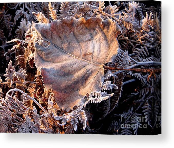Fall Canvas Print featuring the photograph Graced By Frost by Rory Siegel