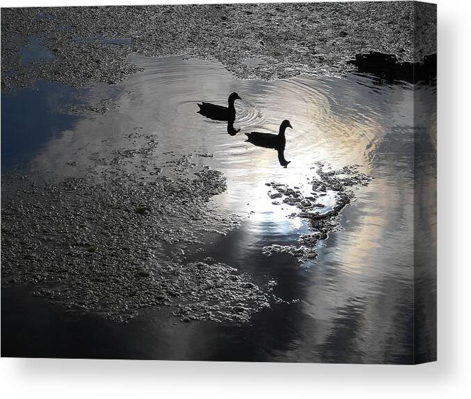 Nature Canvas Print featuring the photograph Graceful Living by Sheila Silverstein