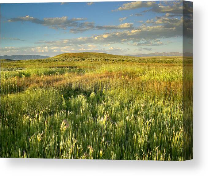 00175296 Canvas Print featuring the photograph Grasslands Arapaho NWR by Tim Fitzharris