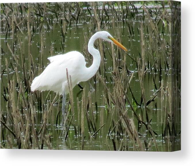 Great Egret Canvas Print featuring the photograph Great Egret by Eric Switzer