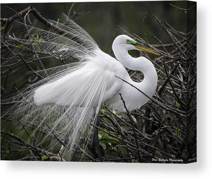 Florida Canvas Print featuring the photograph Great Egret Preening by Fran Gallogly