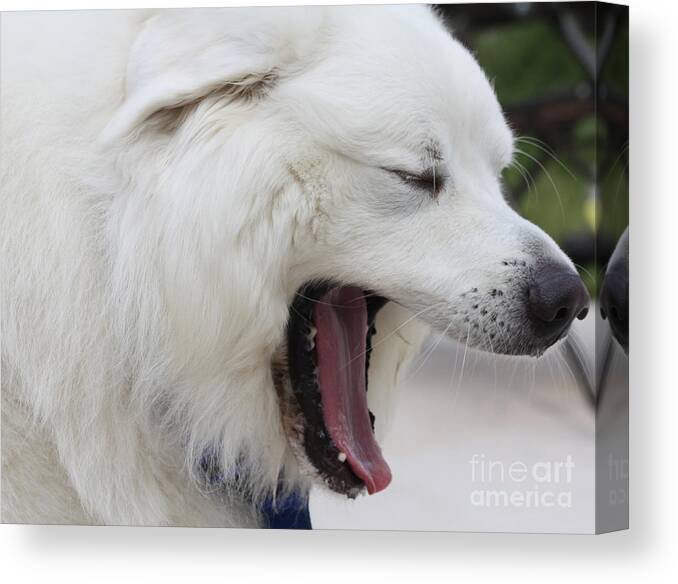 Great Pyrnesse Feelin A Little Tired Canvas Print featuring the photograph Great Pyrnesse Feelin A Little Tired by John Telfer