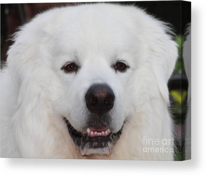 Great Pyrnesse Smiling Canvas Print featuring the photograph Great Pyrnesse Smiling by John Telfer