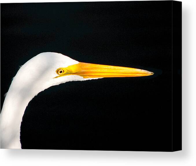Bird Canvas Print featuring the photograph Great White Headshot. Merritt Island N.W.R. by Chris Kusik