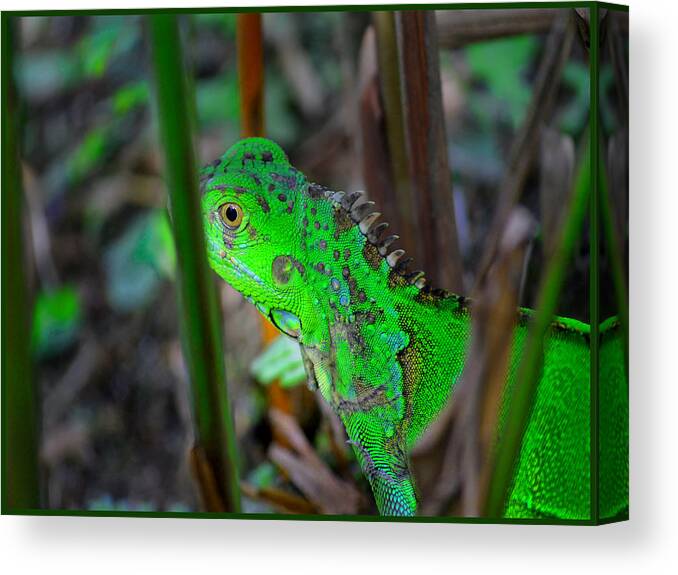 Iguana Canvas Print featuring the photograph Green Iguana Costa Rica by Gary Keesler