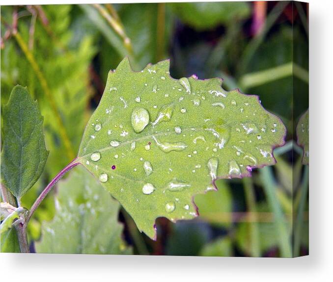 Leaf Canvas Print featuring the photograph Green Leaf and Water Diamonds by Corinne Elizabeth Cowherd