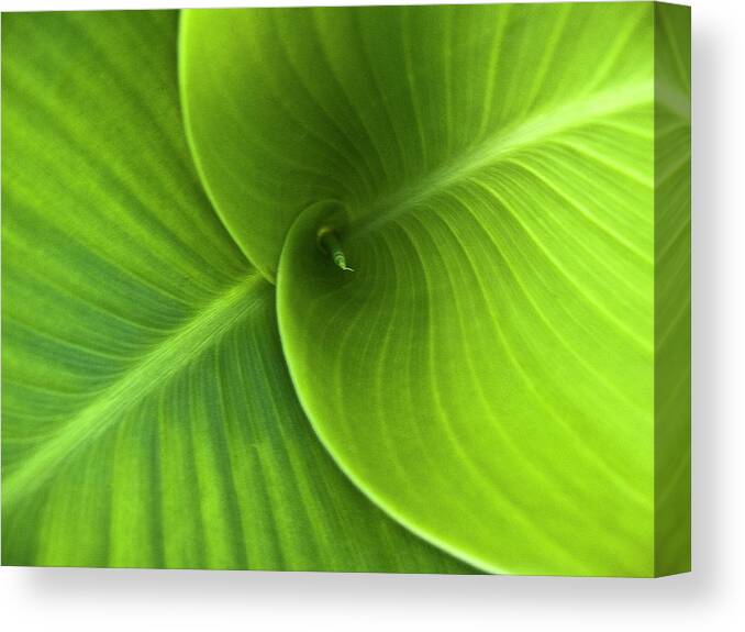 Heiko Canvas Print featuring the photograph Green Twin Leaves by Heiko Koehrer-Wagner