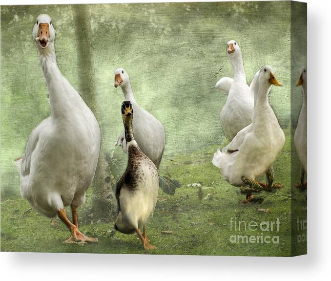 Mallard Canvas Print featuring the photograph Green With Envy by Linsey Williams